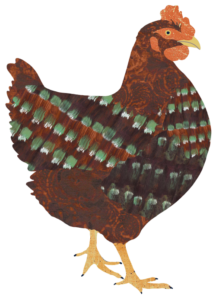 Illustration of a brown chicken by Jess Knights