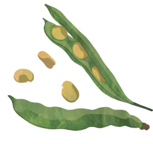 Illustration of beans in a pod by Jess Knights