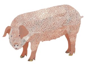 Pig Illustration of a pig by Jess Knights
