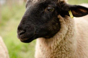 sheep close up