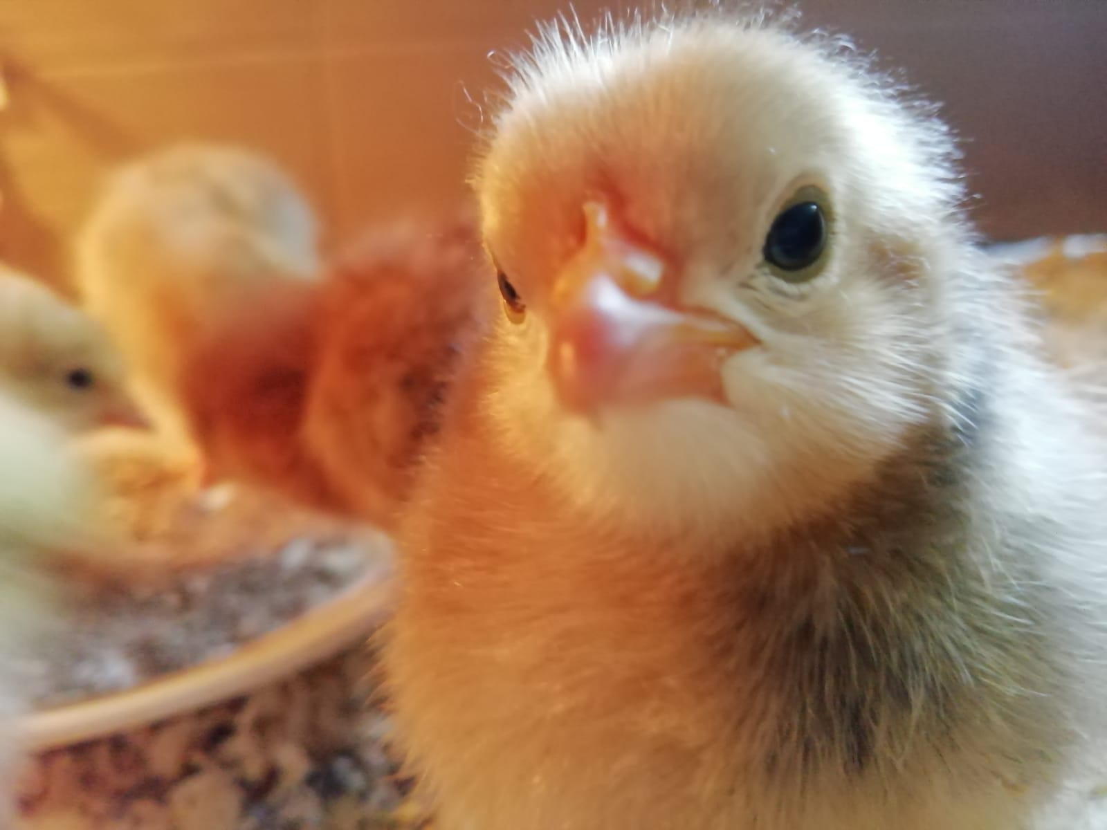chicks