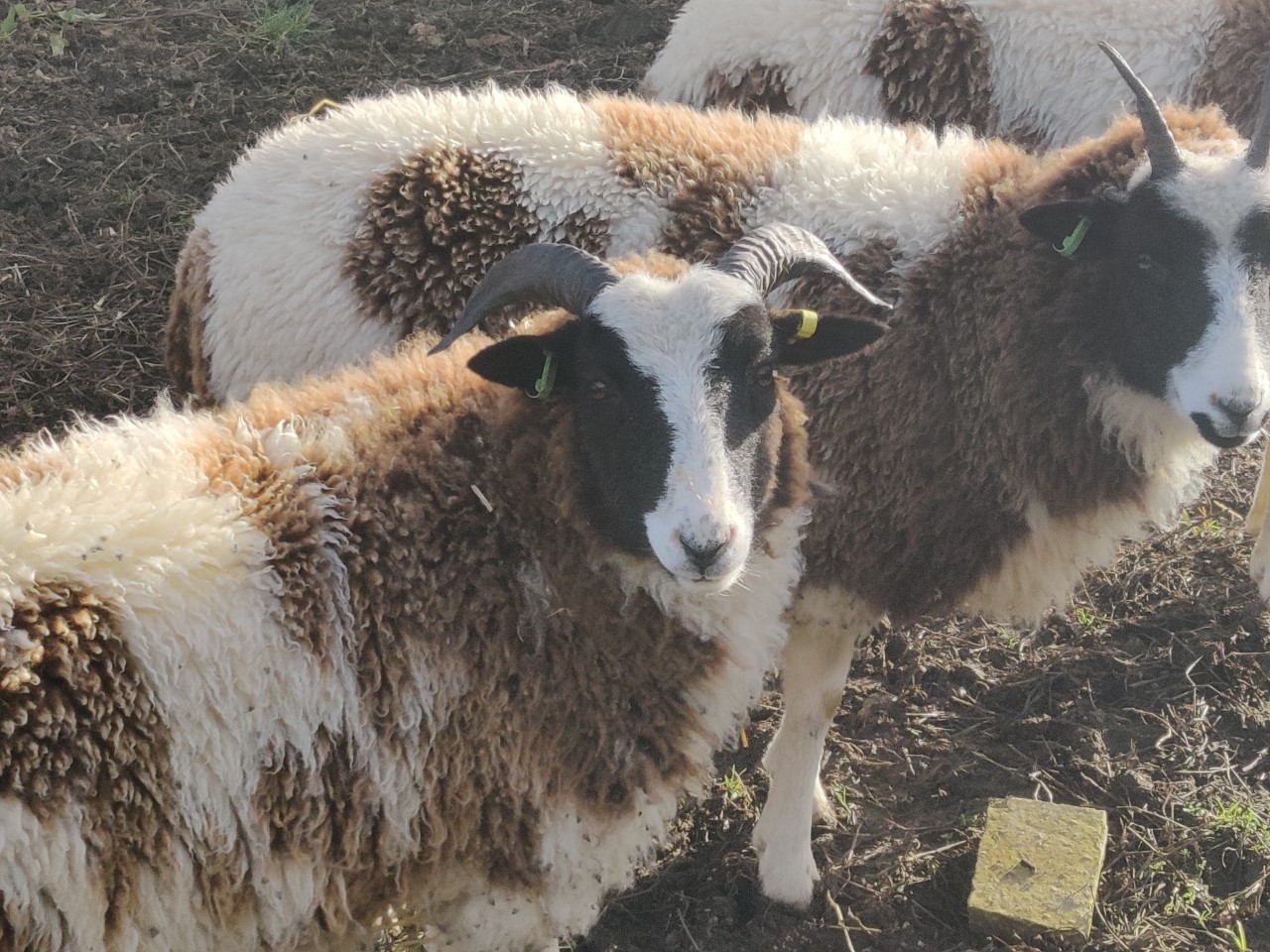 Summer Fayre and Wool Day at the Farm