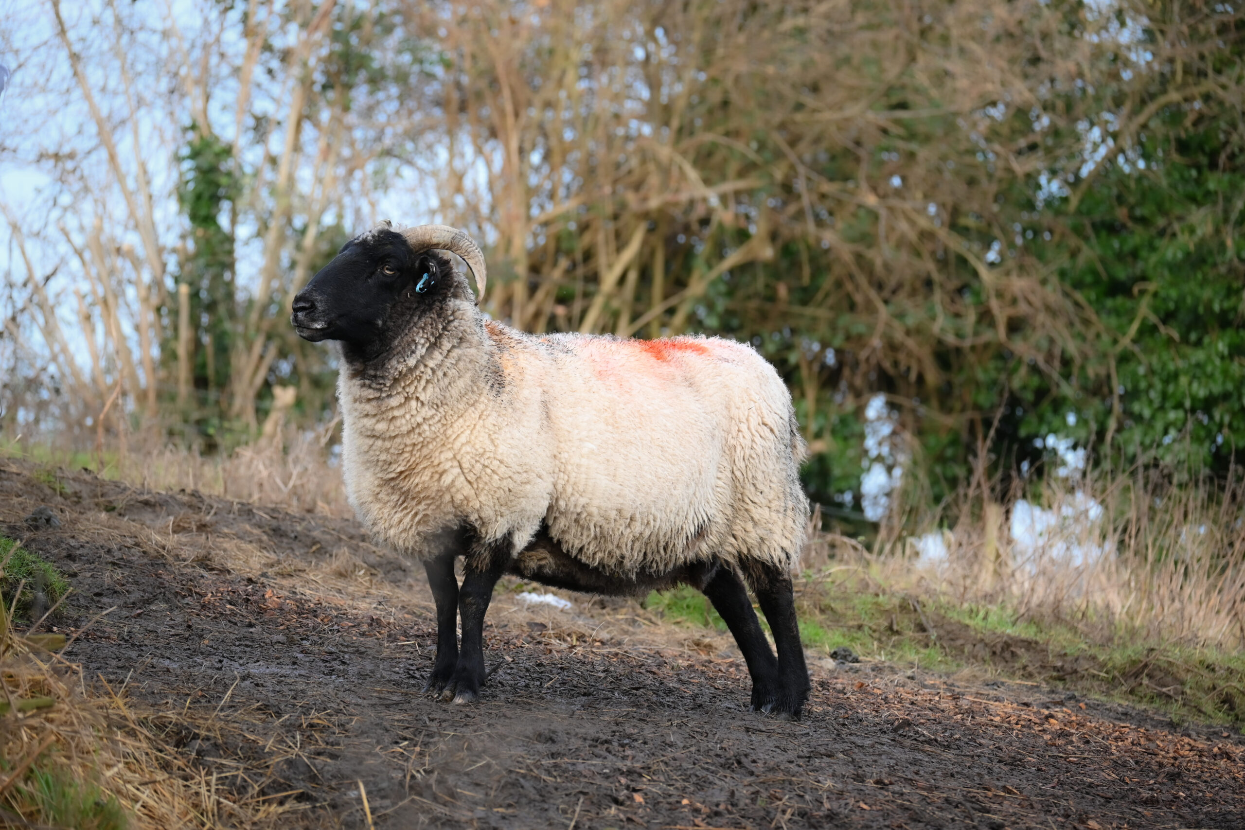 Our statement on the bluetongue virus