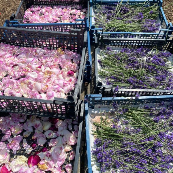 Dried Rose Petal Medley - Coming Soon