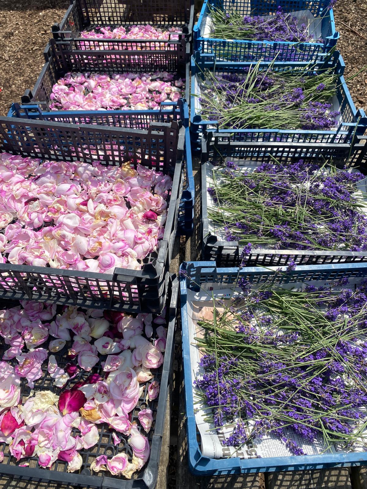 Dried Rose Petal Medley - Coming Soon