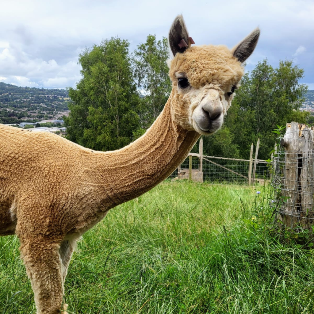 Alpaca on Bath City Farm