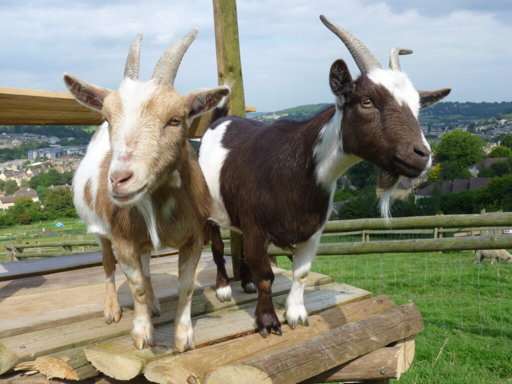 Pygmy goats at Bath City Farm