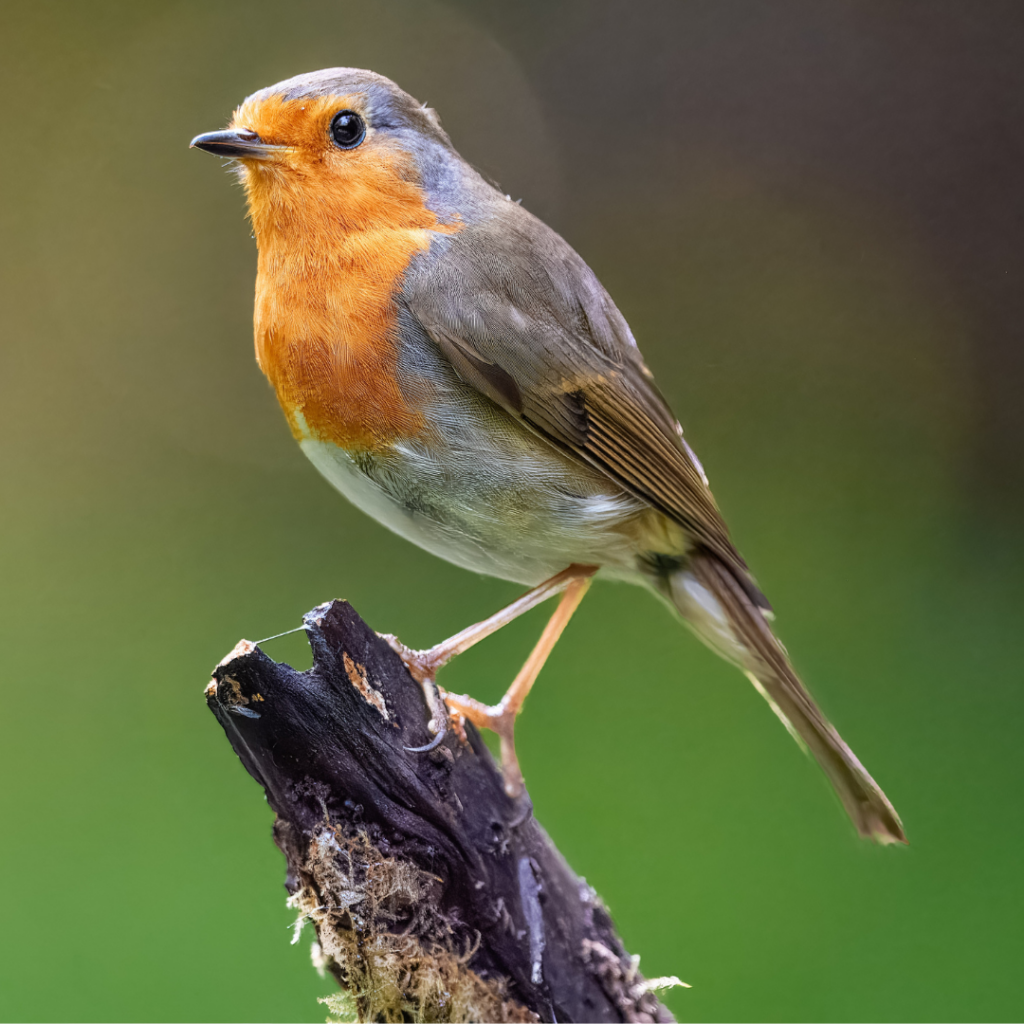 Walk On The Wild Side at Bath City Farm - part of the Festival of Nature