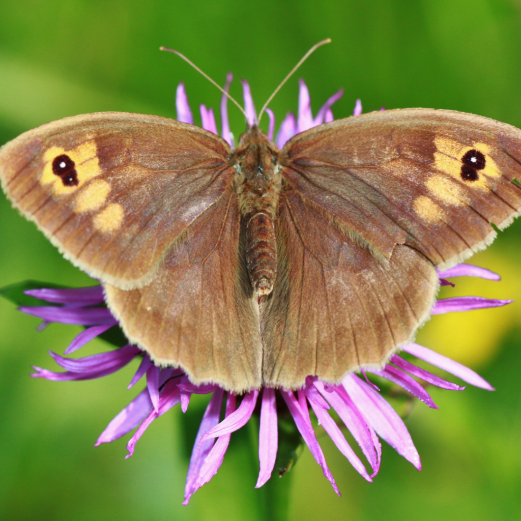Bees, Butterflies and Beyond: Insect ID Walk at Bath City Farm