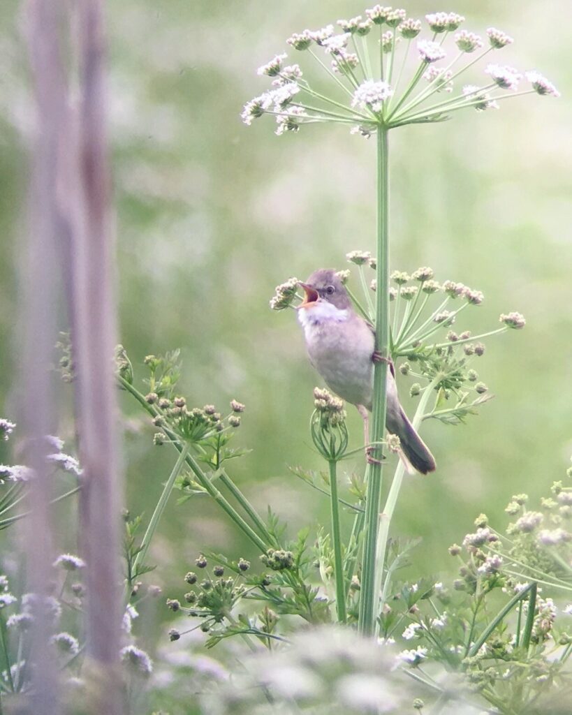 Bath City Farm Dawn Chorus Event Walk
