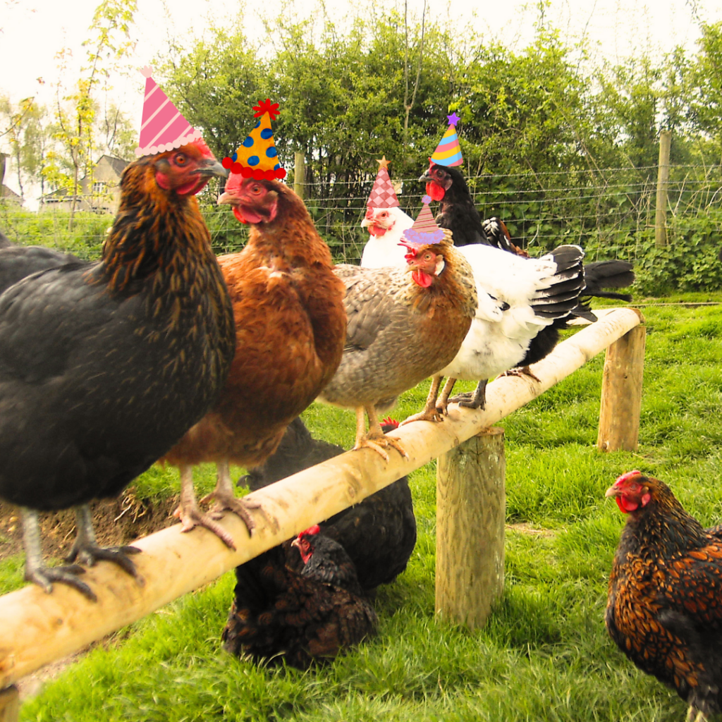 Chicken Garden Launch Party